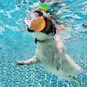 Interaktiv hundeboldlegetøj 6