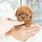 Realistisk robothvalp 3