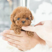 Robothvalp interaktivt legetøj realistisk hvalp til børn 4