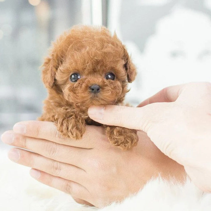 Robothvalp interaktivt legetøj realistisk hvalp til børn 4